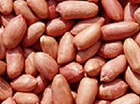 Bold Peanuts