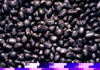  Castor   Seed 