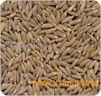 Cumin Seed