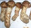  Fresh  Tricholoma matsutaka