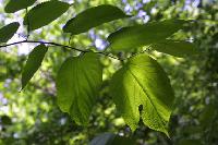Mulberry leaf extract