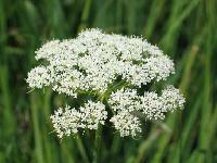  Cnidium   monnieri   Extract 