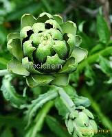 Artichoke Extract_Cynara scolymus (Cynarin)