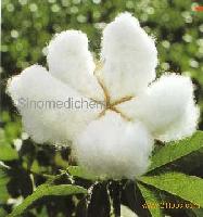 Gossypol Acetate / Gossypol Acetic Acid / Cotton Seed Extract