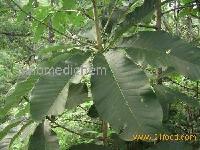Magnolia Officinalis Bark Extract_Magnolol and Honokiol