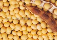 Soy Phosphatidylserine (PS) and Phosphatidylcholine (PC)_anti-aging of brain