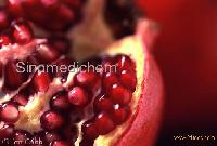 Pomegranate Extract (Punicalagins or punicosides 40%, 60%)