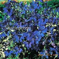  Gentian  ( Root )  Extract _Gentiopicroside_ Gentian a Scabra Bge.