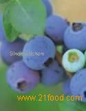 Bilberry Extract (bluebilberry)_Vaccinium myrtillus extract