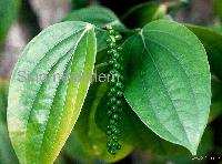 Piper Extract_Piperine(alkaloid)_Piper nigrum L (Black pepper extract)