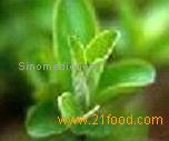 Fisetin 98%_Smoketree Extract_Rhus Succedanea L