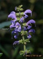 Salvia Extract (Dan Shen)_Tanshinone