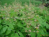 Epimedium (Herba Epimedii) Extract