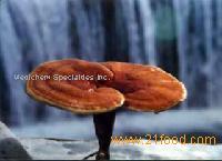 Ganoderma Lucidum (Reishi) Mycelium Extract and Polysaccharides and Spore Powder
