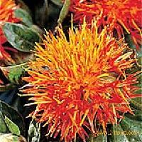 ( CLA )  Conjugated   Linoleic   Acid  Oil and Powder From Safflower Seed Extract