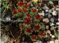  Rhodiola   Rosea   Extract  ( Rosavin  / salidroside)