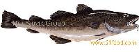 Atlantic cod fillets
