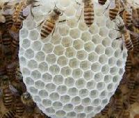  Bee   Propolis /  Royal   Jelly 