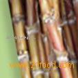 Cane Sugar