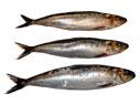 SARDINES Sardinops Sagax