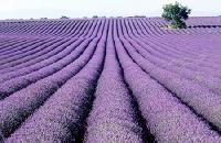 lavender oil