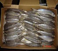 Frozen Mackerel- Decapterus   maruadsi 