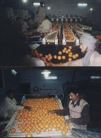 Fresh Mandarine/Orange (Kinno)