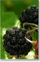 BLACKBERRY