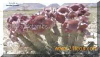 supplying vitamins, minerals, chelates, and amino acids