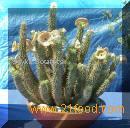 herbal extracts and powders and other nutritional ingredients