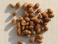 Sharpleaf Glangal Fruit P.E