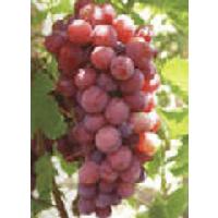 Grape seed extract