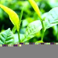 Green tea extract