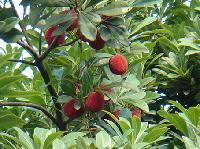 waxberry extract