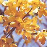 st.John's eort extract