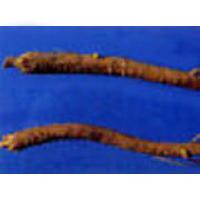 astragalus extract