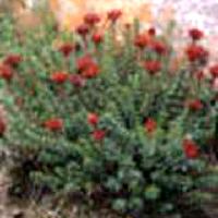  rhodiola   root   extract 