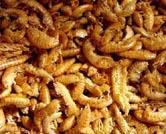 Gammarus( small   dried   shrimp )