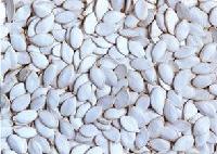 PUMPKIN SEED AND KERNELS