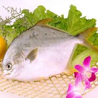 FROZEN GOLDEN POMPANO
