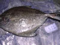 FROZEN BLACK POMFRET