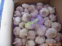 normal white garlic
