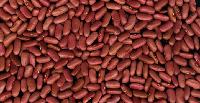 LIGHT RED KIDNEY BEANS