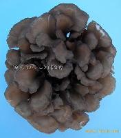Organic  Maitake  Mushrooms