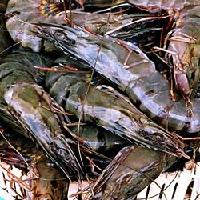  Cat   Tiger   Shrimp  HOSO
