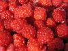 IQF Raspberry
