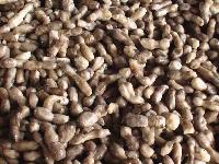Brine Goprinus Comatus