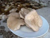 salted Pleurotus Cystldiosus