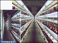 Battery  Layer   Cage  Facility