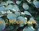  Polygonum   Cuspidatum  P.E/ Resveratrol/ Polydatin